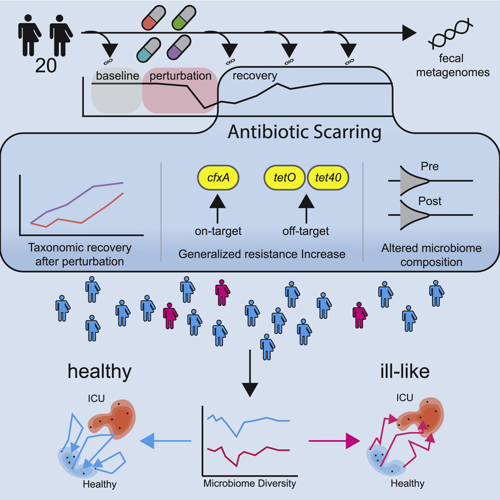 Antibiotics and the Gut Microbiome